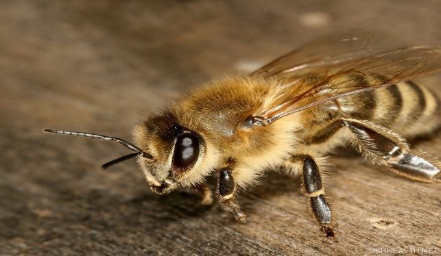 СНІД вилікують бджолиною отрутою