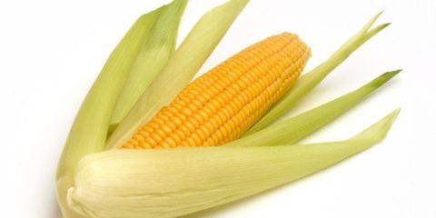 «Цариця полів» кукурудза