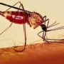 Чи можна заразитися гепатитом від комарів?