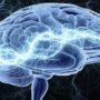 Гормон довголіття збільшує пізнавальні можливості мозку