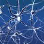 Вчені визначили, як захищати нейрони і стимулювати їх ріст