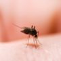 Комарі заражають українців небезпечною хворобою