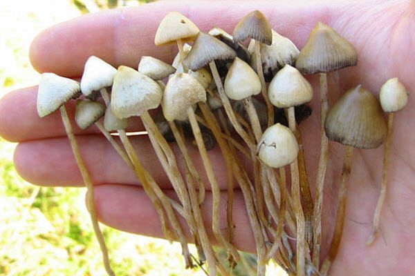 Небезпечні гриби