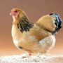 У Голландії виявлено небезпечний штам пташиного грипу