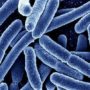 Вчені з’ясували, як переносяться супербактерії