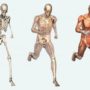 6 маловідомих фактів про тіло людини