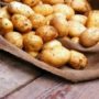 Картопля: корисні і шкідливі властивості для людини