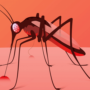 Вчені: комарі вибирають людей з «смачною» групою крові