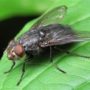 Чим небезпечна муха, яка сіла на вашу їжу?