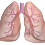 П’ять кращих порад для здоров’я легенів