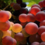 Чому виноград варто їсти разом з кісточками