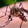 5 найбільш небезпечних хвороб, що переносяться комарами