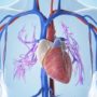 Названий головний фактор захворювань серця і судин