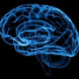 Підтвердилася дивовижна здатність головного мозку людини