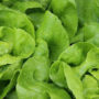 Вчені розповіли про корисні властивості салату латук
