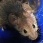 Пробіотики гальмують розвиток раку кишечника у мишей