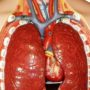 Мікрофлора легень захищає орган від інфекційних захворювань