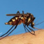 6 факторів, що привертають комарів