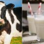 Молоко викликає сонливість і може привести до розвитку ракових пухлин