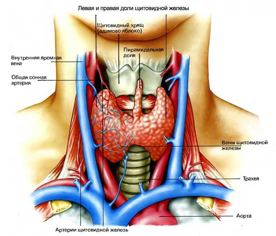 Щитовидна  залоза