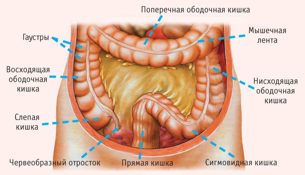 Будова кишечника