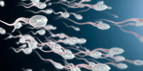 Сперматозоїди