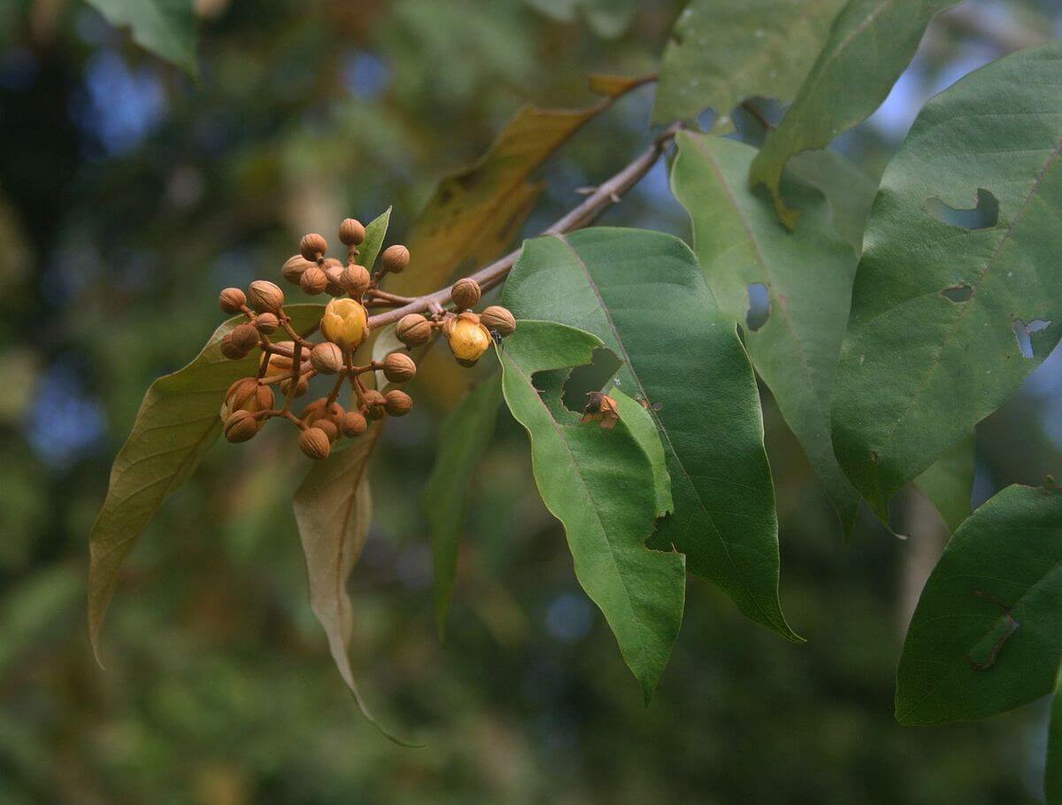 Vismia baccifera