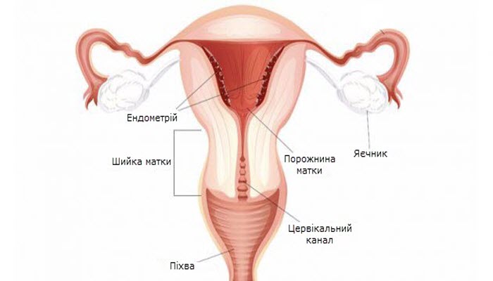 Жіночі внутрішні статеві органи