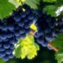 Вчені знайшли зв’язок винограду із тривалістю життя