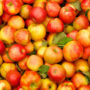 Harvard Health назвав яблука найкращими фруктами для зниження рівня холестерину