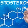 Вчені розповіли, як рівень тестостерону підвищує активність мозку