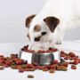 Якими продуктами зі столу можна годувати собаку, розповіли експерти