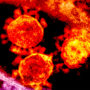 Середній інкубаційний період коронавірусу становить близько 5 днів