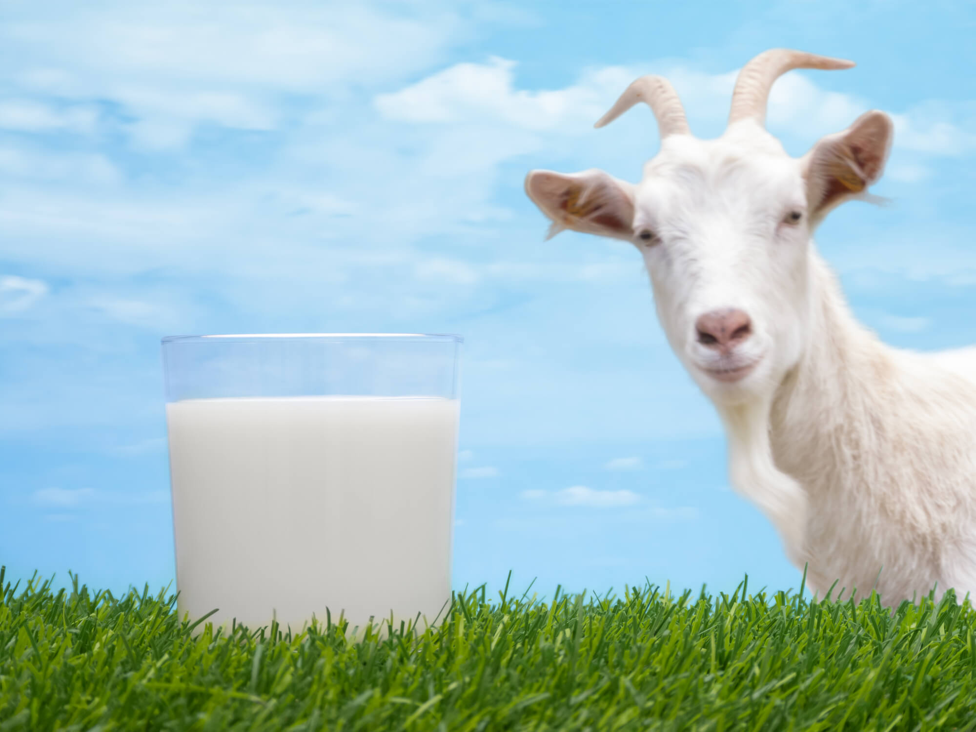 У чому перевага козячого молока?