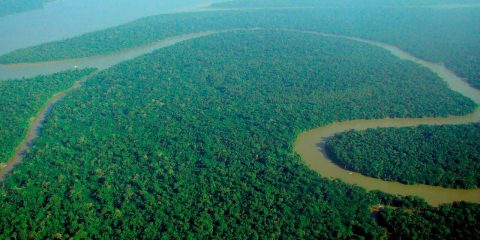 Ліси Амазонії
