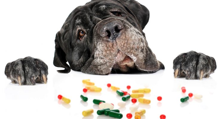 Вітаміни для собак