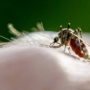 Як впоратися зі свербінням після укусу комара: 4 прості способи