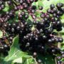 Чорна ягода виявилася ефективним засобом для зміцнення імунітету