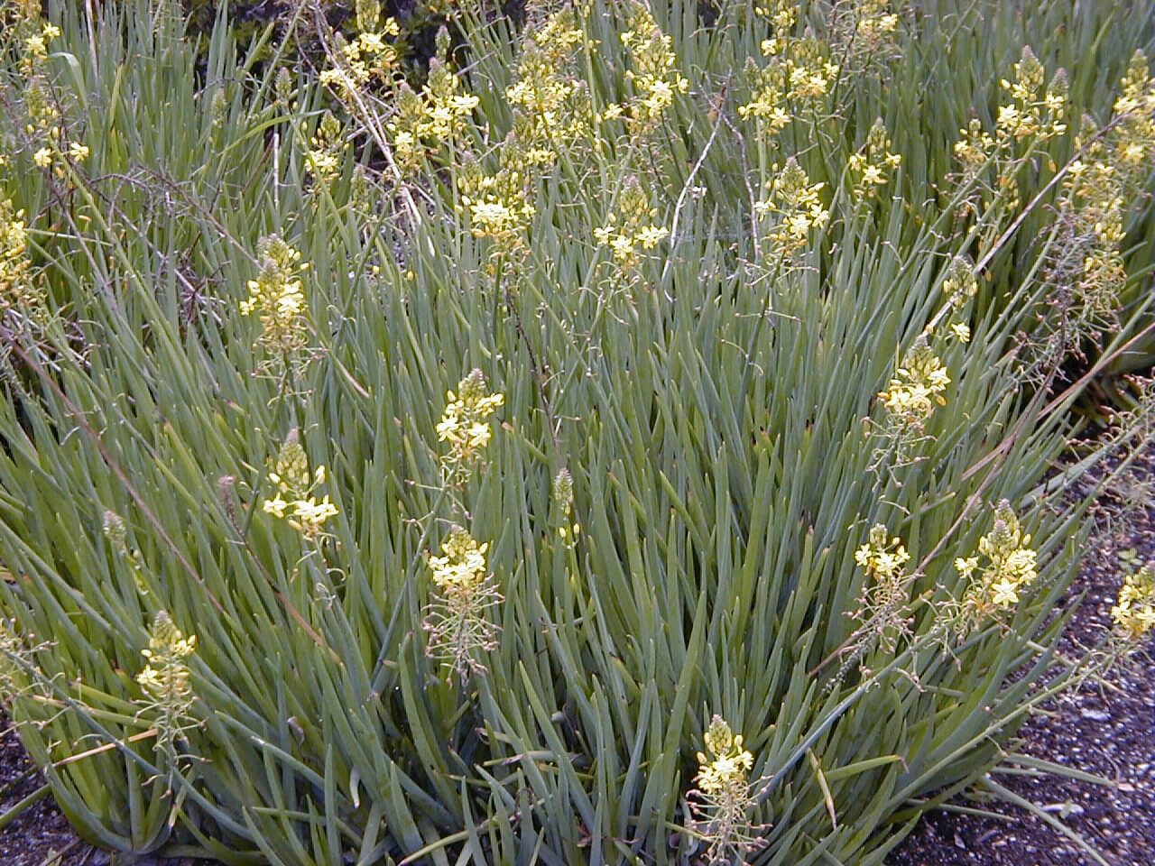 Bulbine natalensis