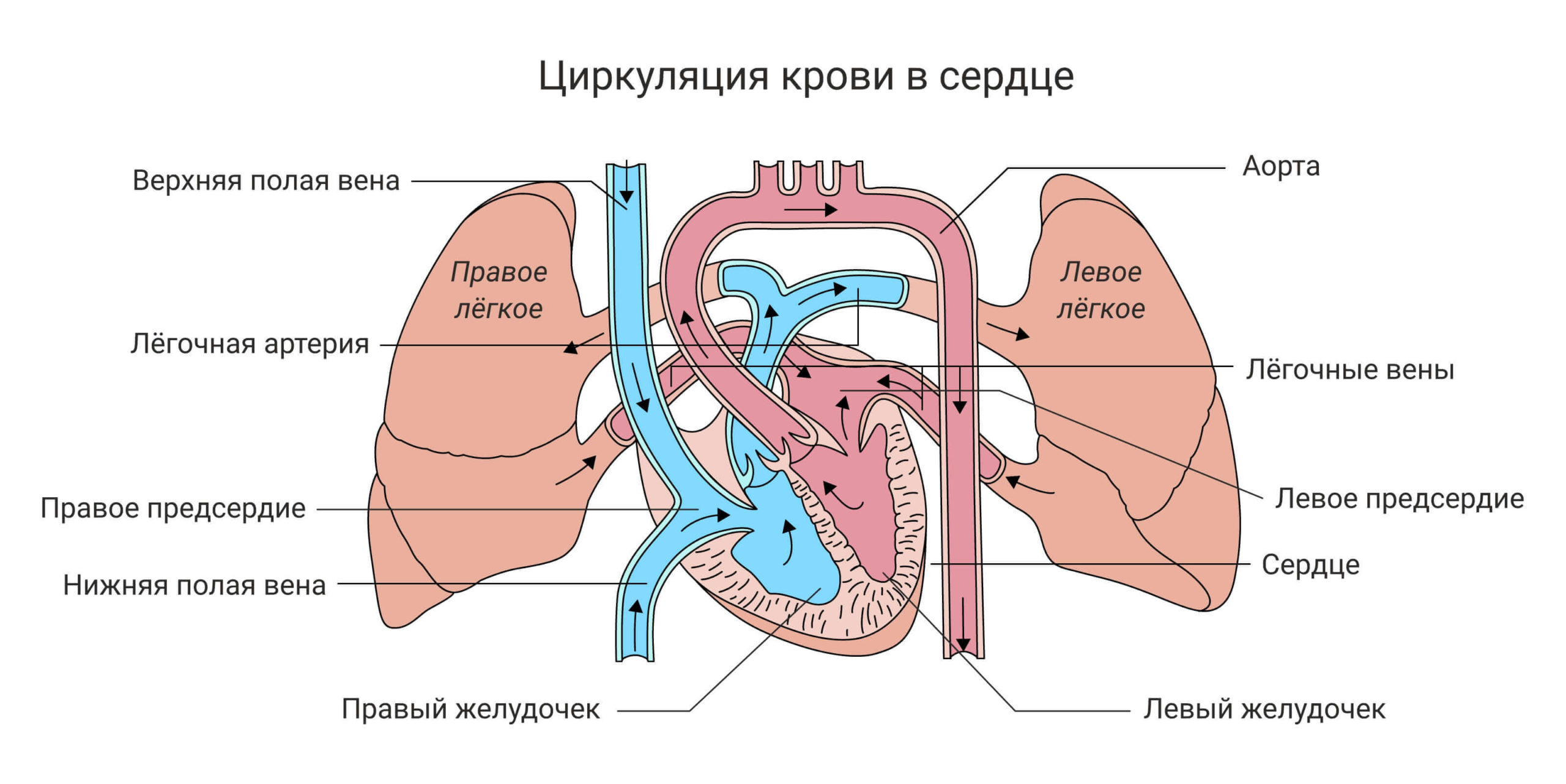 Вади серця: схема циркуляції крові в серці