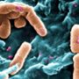 Вчені розібралися, як вбити супербактерії