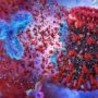 Вчені розповіли, як довго залишаються антитіла після зараження коронавірусом