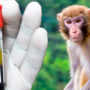 Названо основні ознаки зараження мавпячою віспою