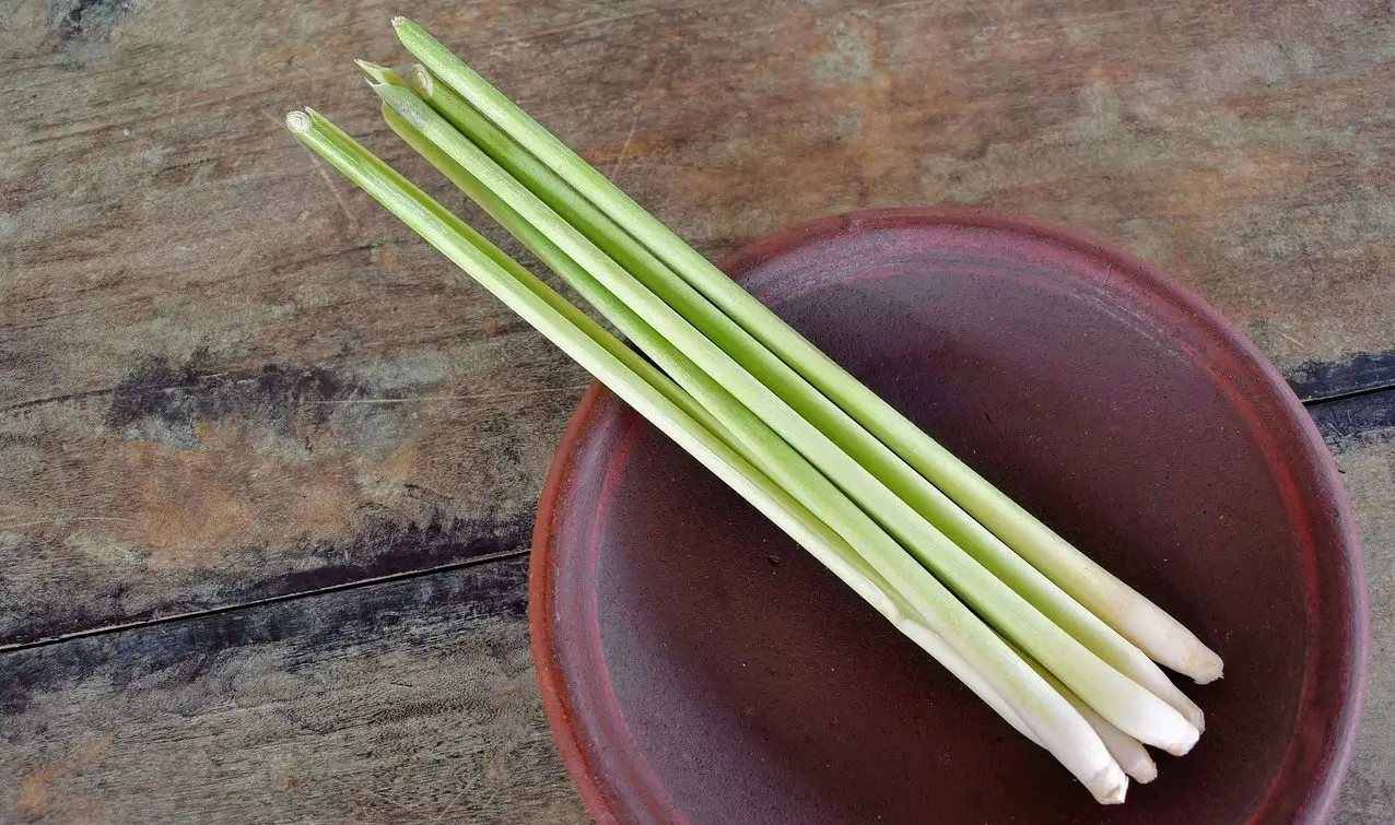 Як лемонграс впливає на організм: що змінюється після додавання в раціон Лемонграс